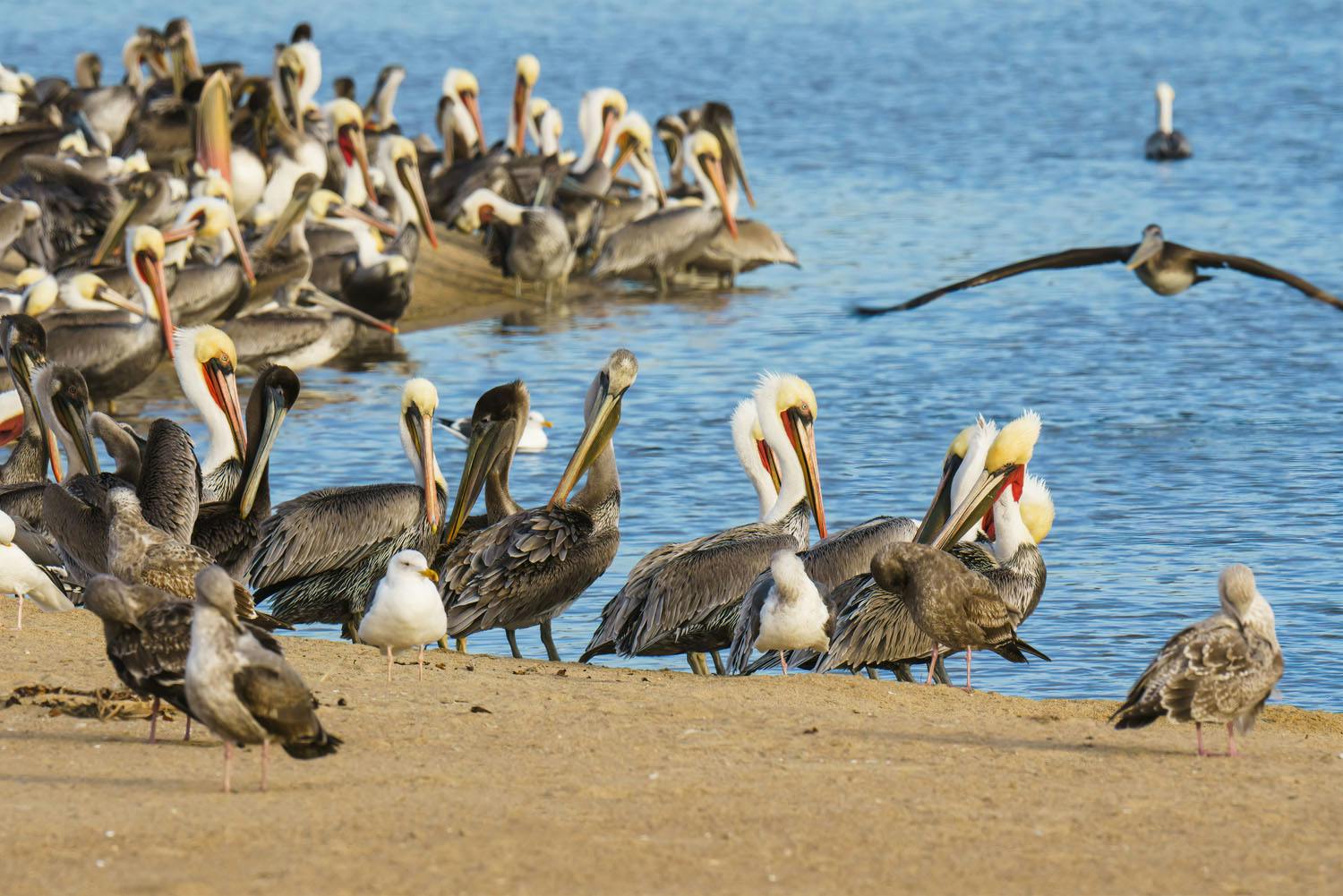 colony of pelicans