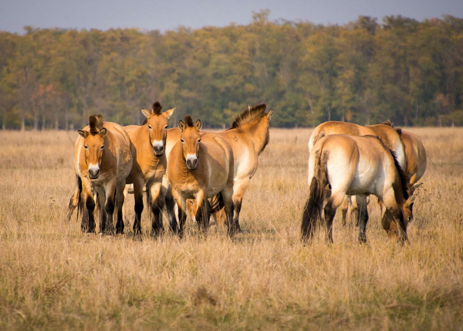 hortobagy national park - wild horses