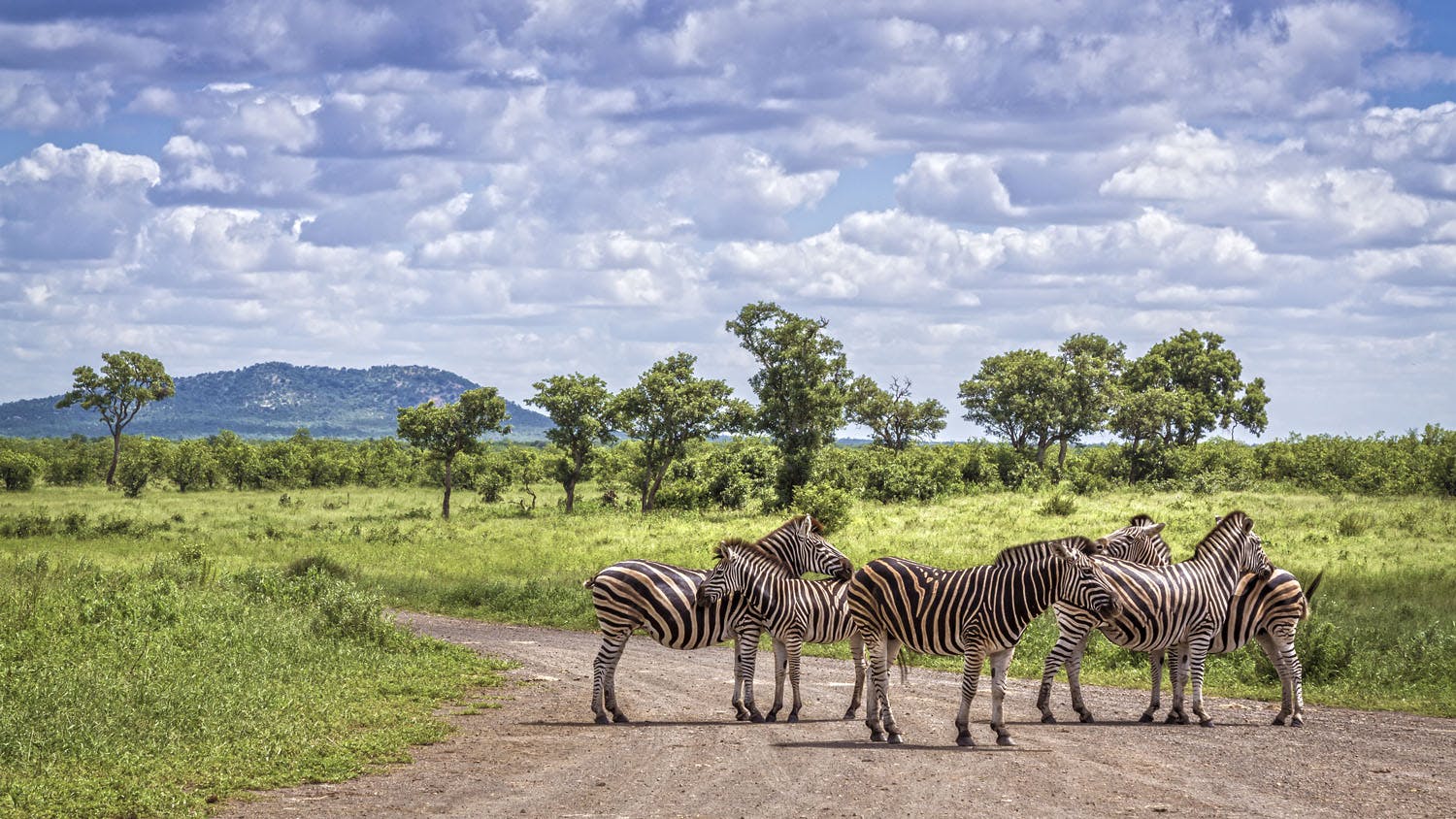 krugger national park - a dazzle of zebras