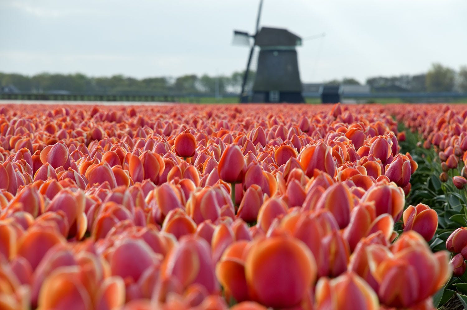 orange tulip field