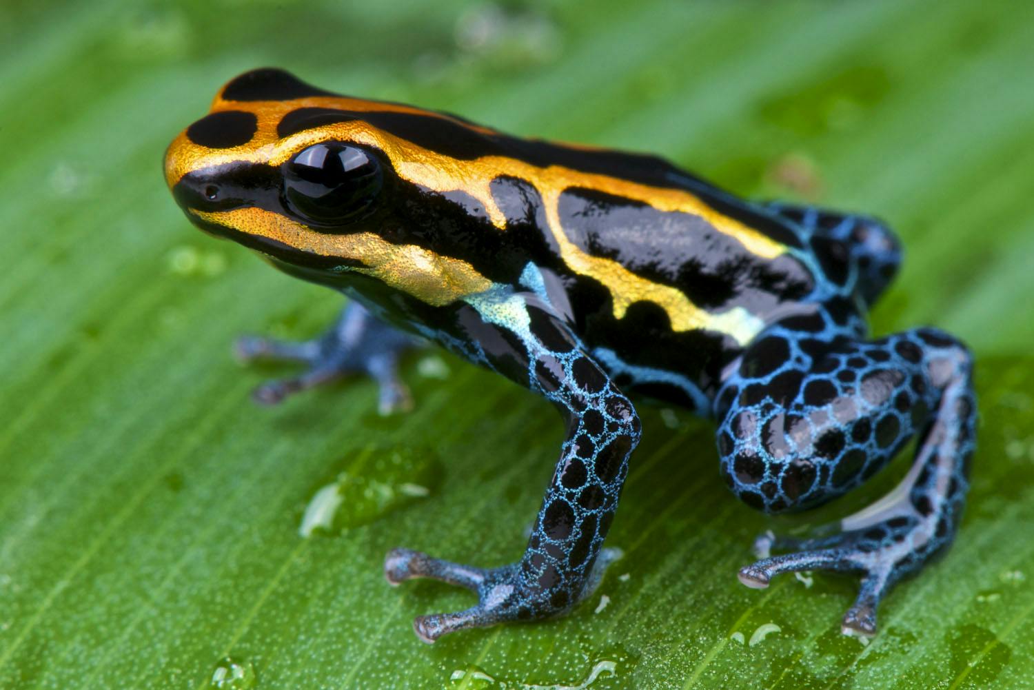 Amazon Rain forest - A dart frog