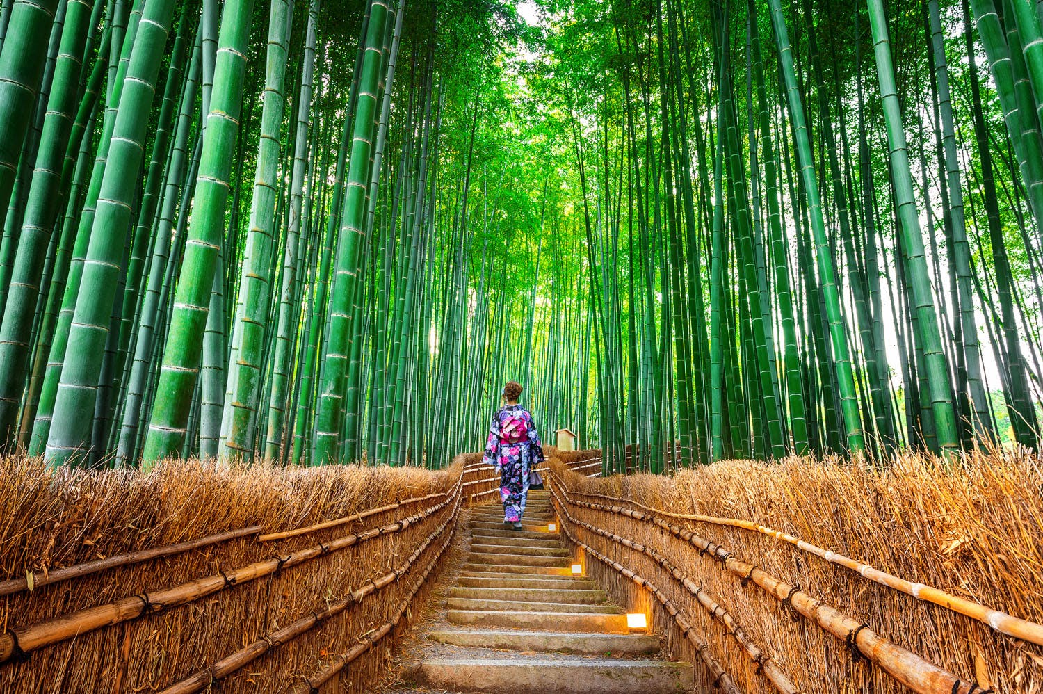 kyoto - woman walking in bamboo forest wearing traditional kimono