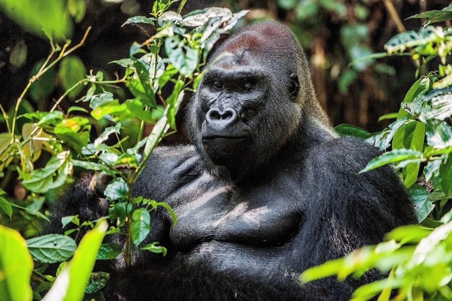 silverback gorilla in natural habitat