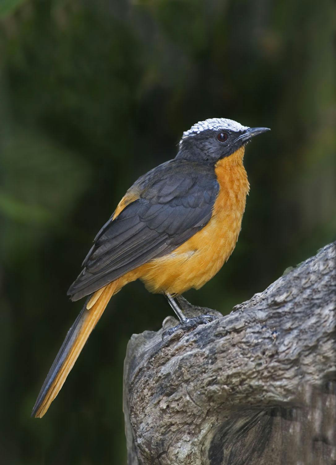white-crowned robin-chat